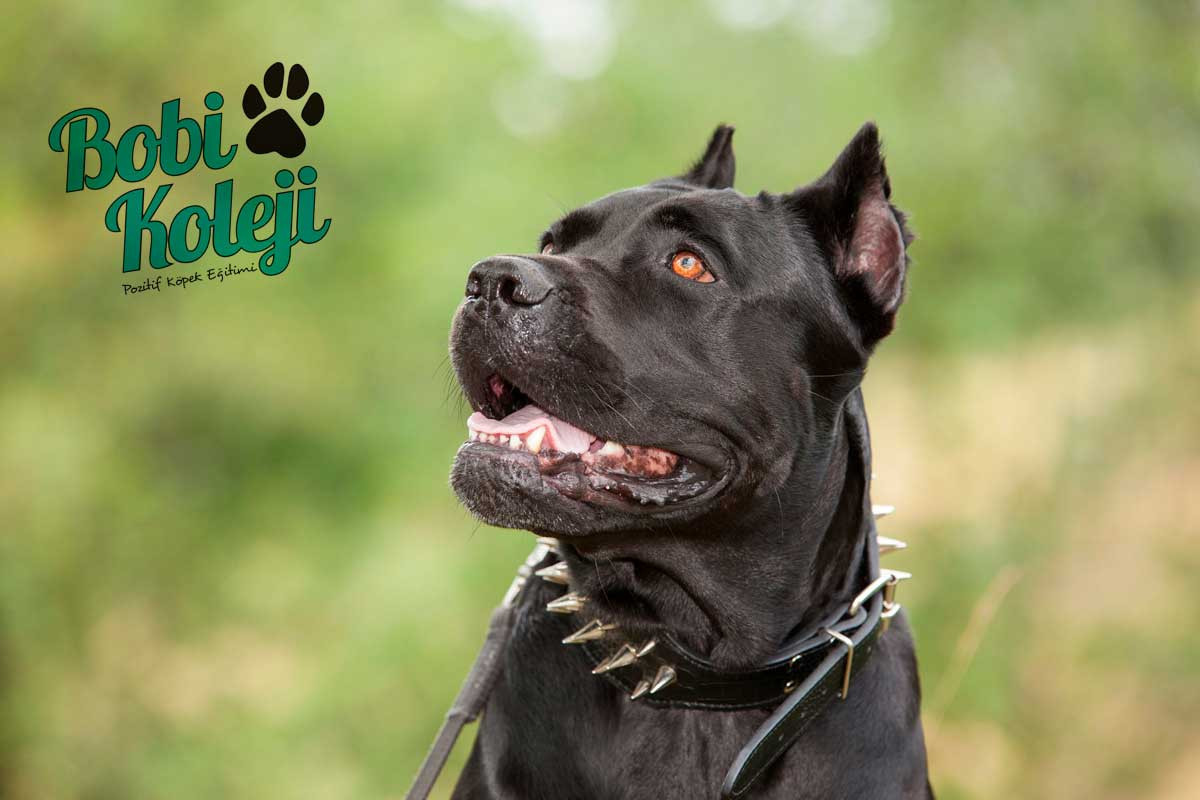 Cane Corso
