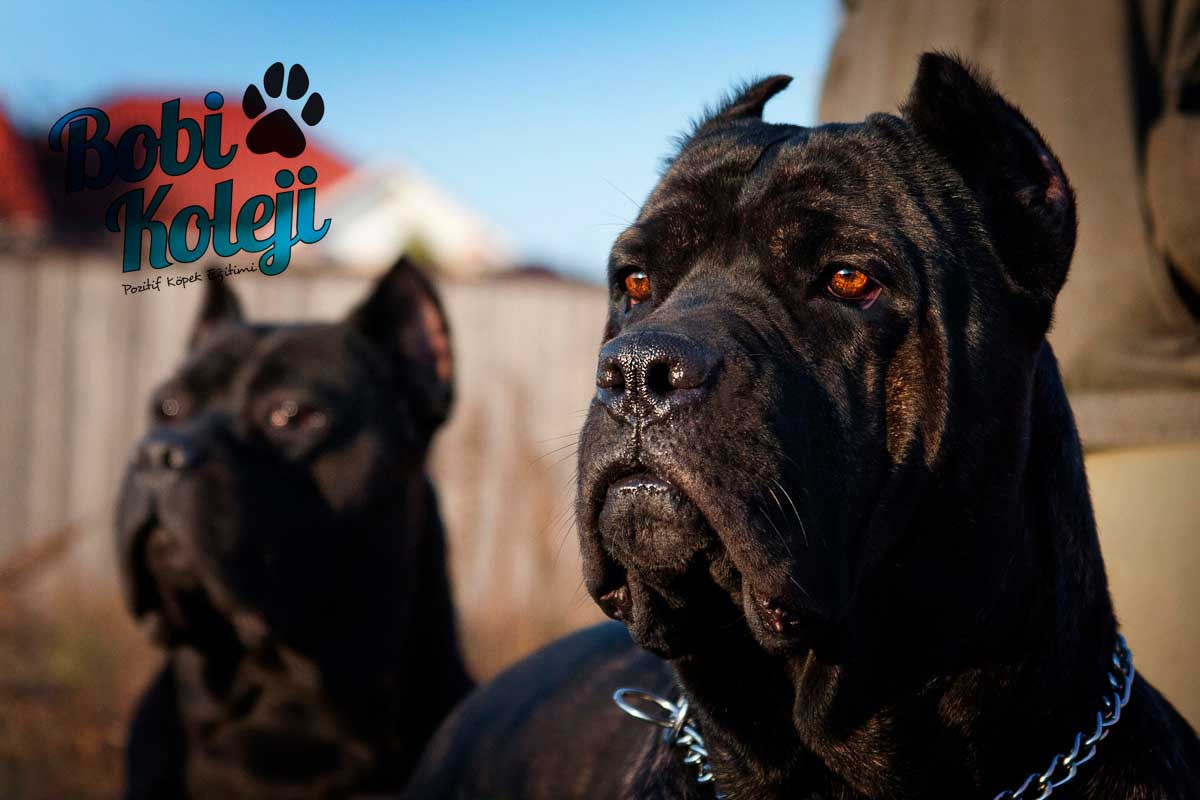 Cane Corso