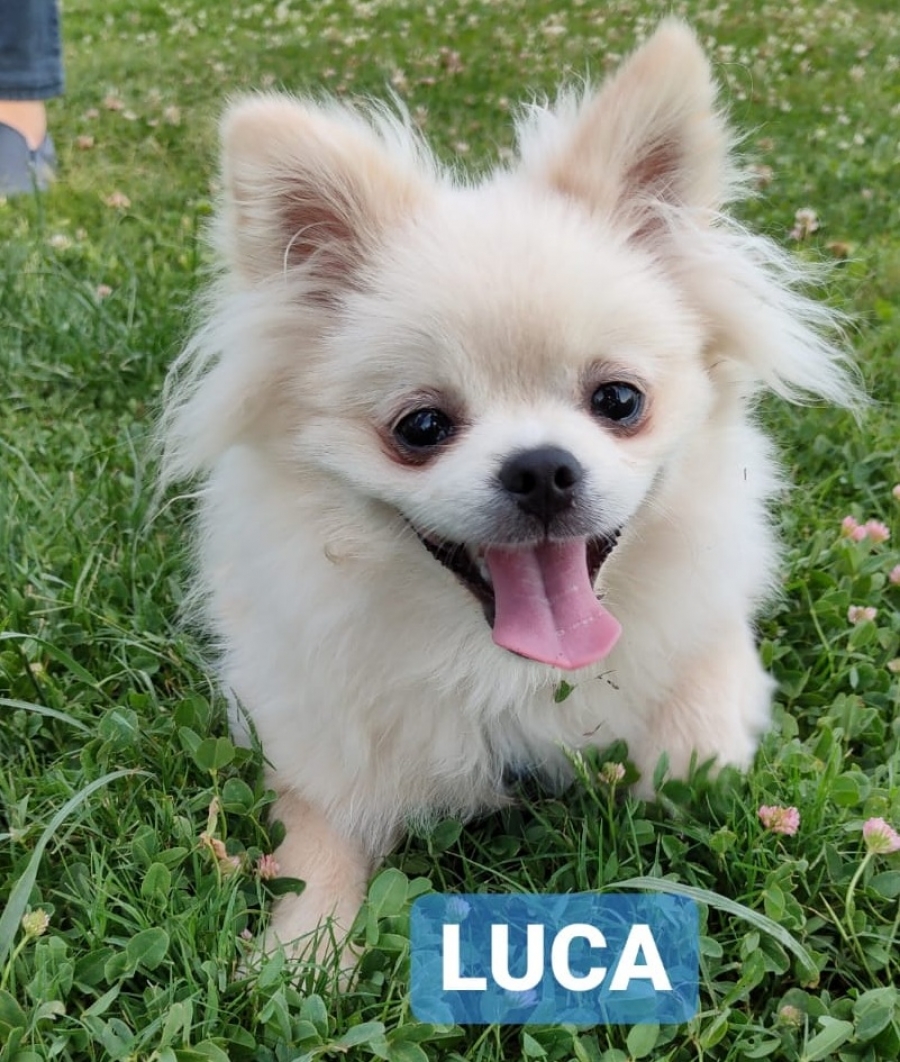 Luca