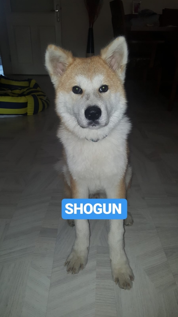 Shogun