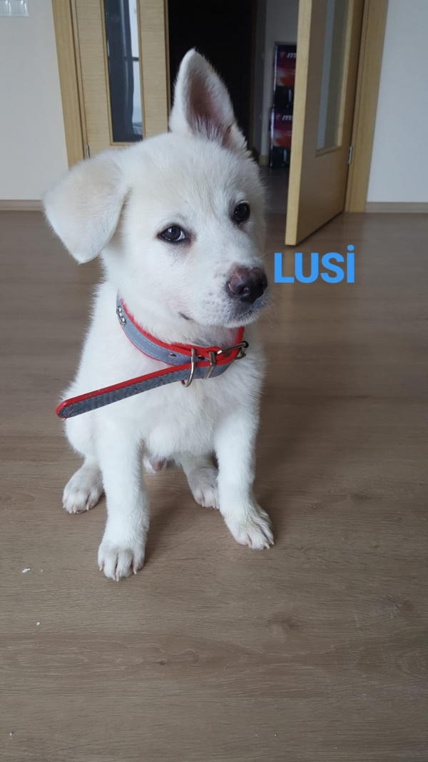 Lusi