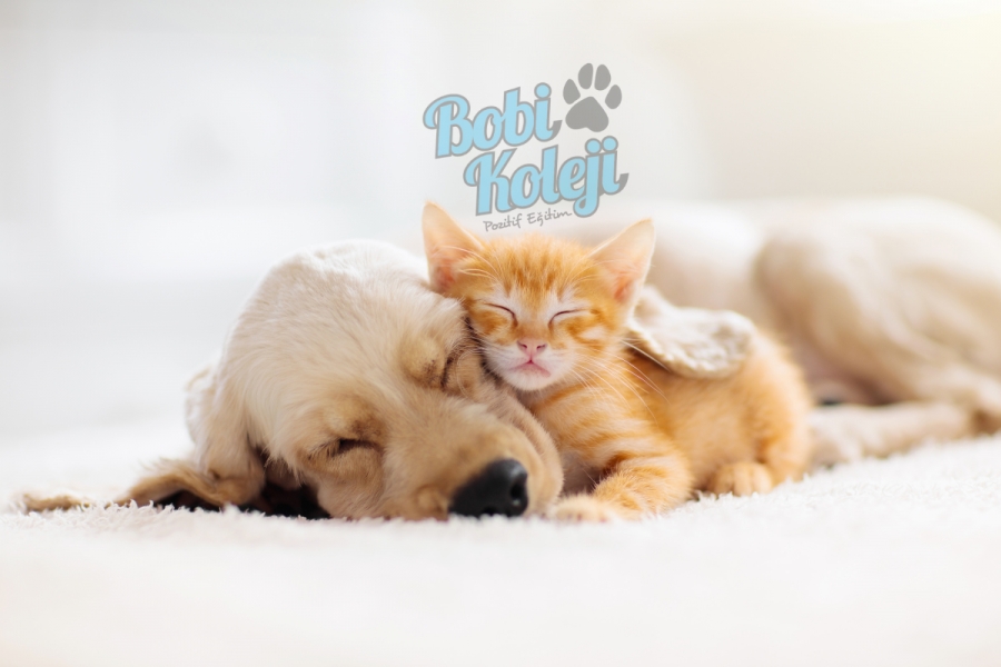 Izmir Bobi Koleji Kopek Egitimi Ve Kopekler Hakkinda Bilgiler