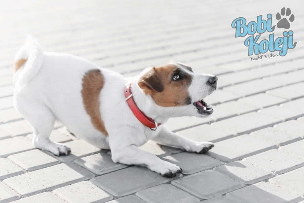 Köpekler evde neden havlar?