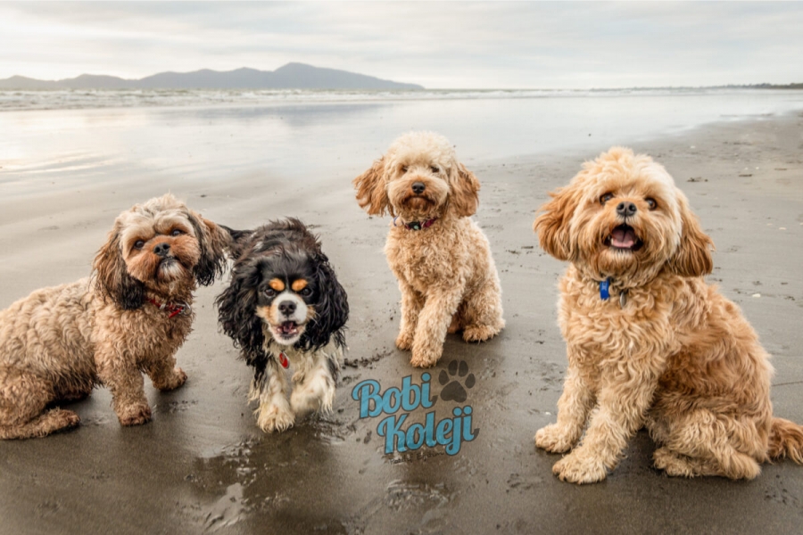 Köpekler hakkındaki 17 gerçek