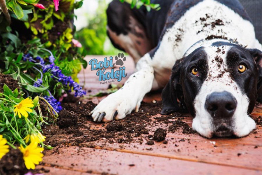 Köpekler için zehirli bitkiler nelerdir?