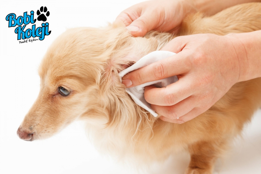 Köpeklerde kulak temizliği nasıl yapılır?