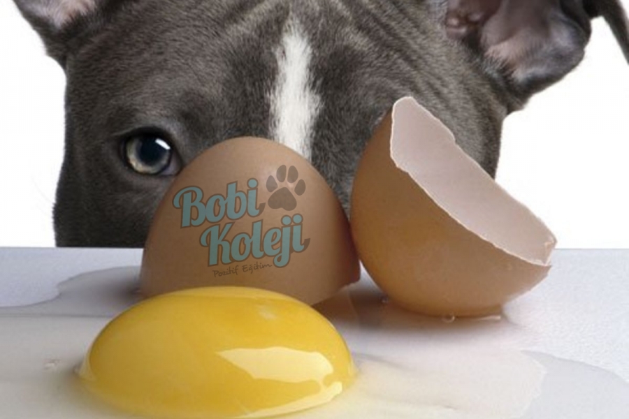 Köpekler yumurta yer mi ?
