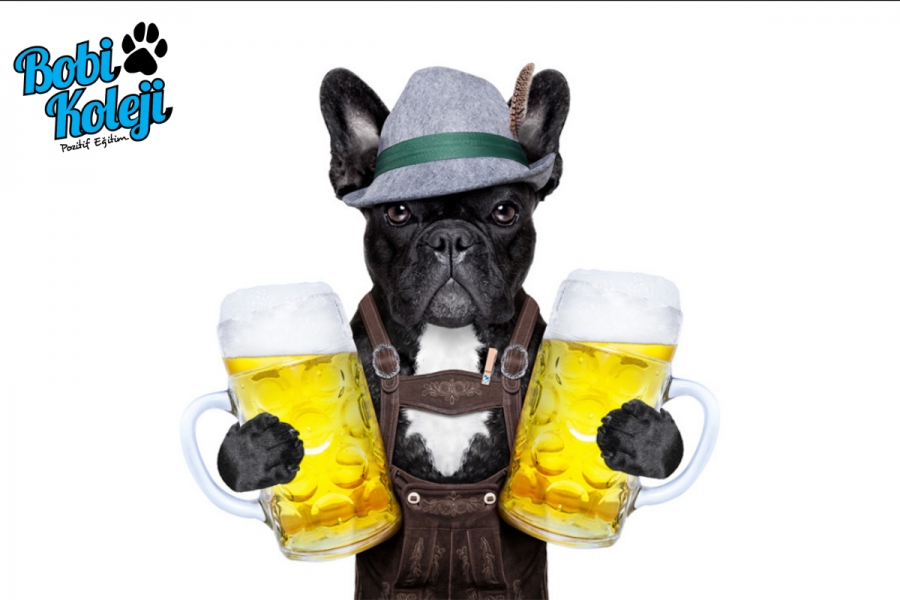 Köpekler Bira içebilir mi ?