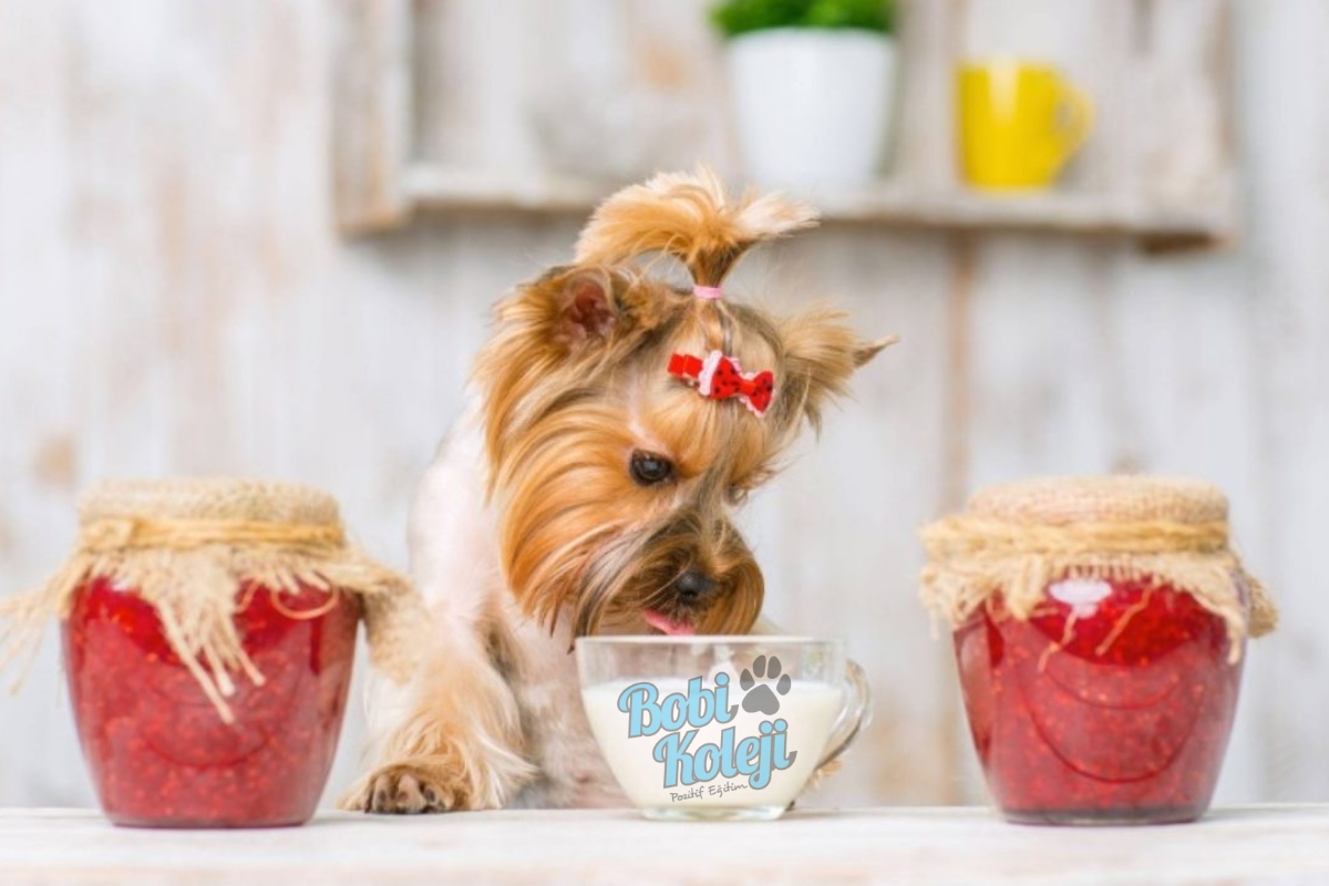 Yoğurt Köpekler İçin İyi mi? Köpekler yoğurt yiyebilir mi?
