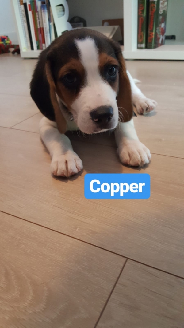 Copper