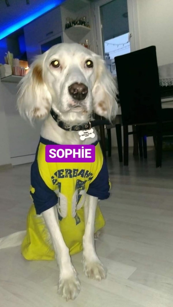 Sophie