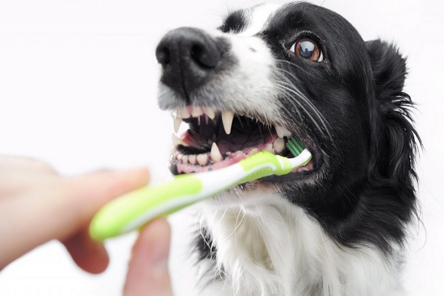 Köpeklerde Diş Temizliği ve Diş Bakımı