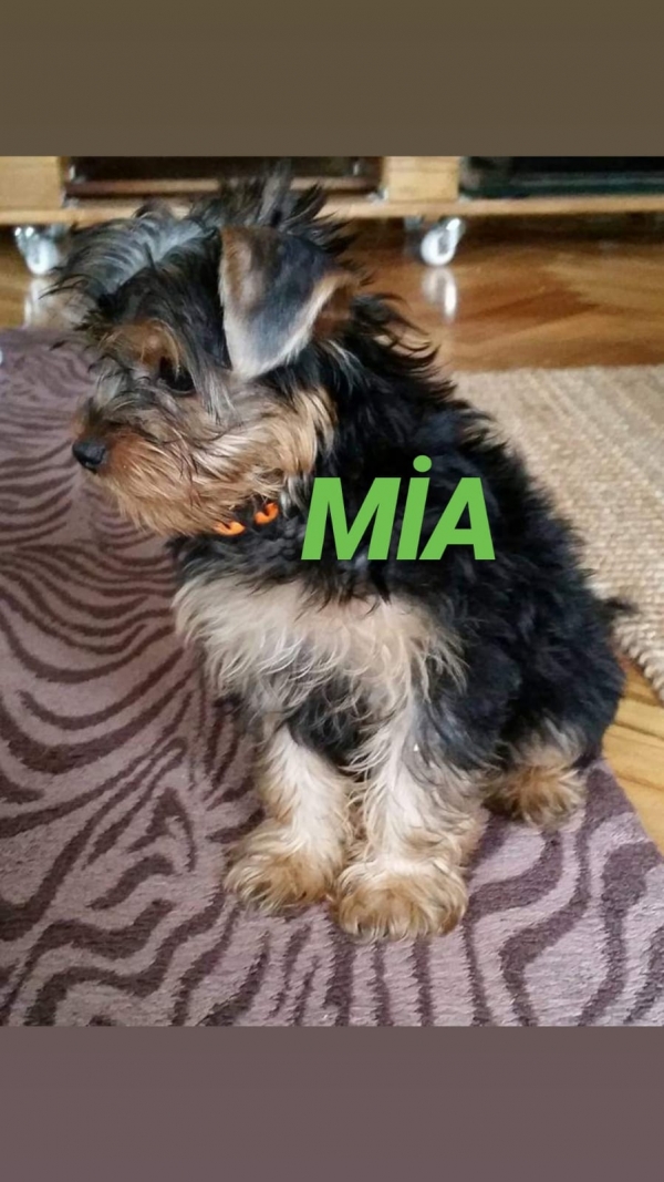MİA