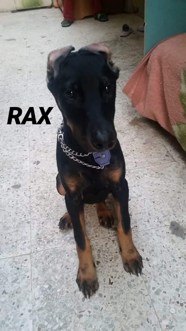 Rax