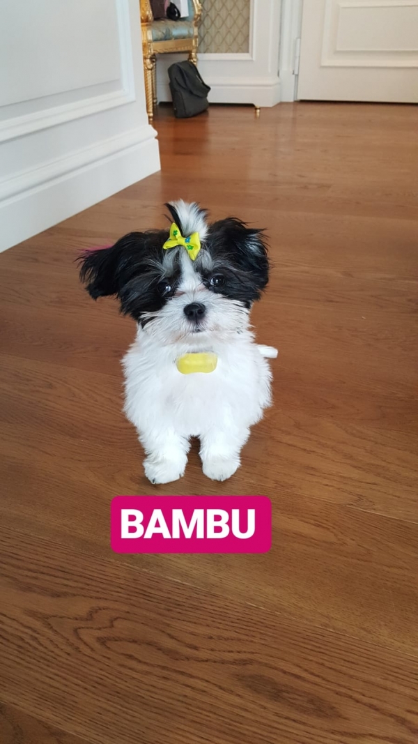 Bambu