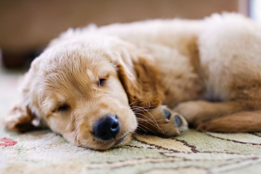 Köpekler rüya görüyor mu? Rüyada neden titrer?