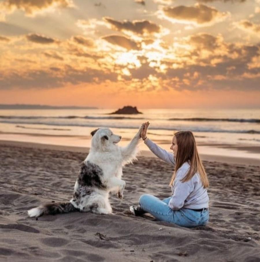 Köpeklerde En Önemli 6 Eğitim Becerisi